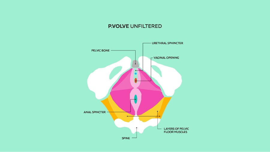 An Unfiltered Look at the Pelvic Floor